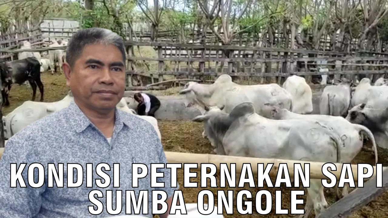 
                                 Kondisi-Peternakan-Sapi-Sumba-Ongole